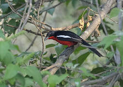 Crimson-breasted Shrike