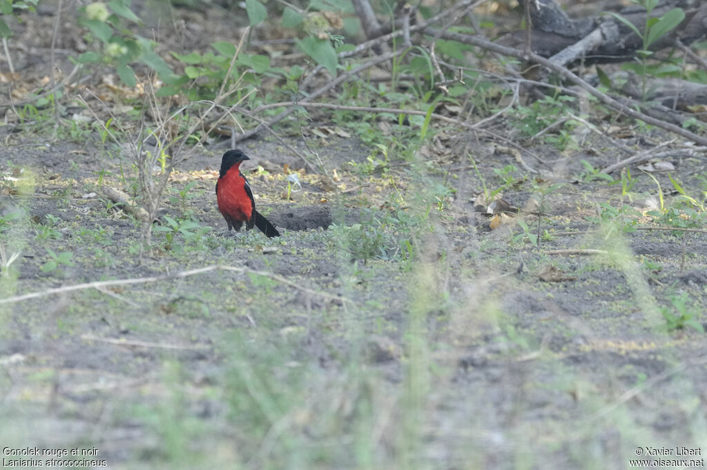 Gonolek rouge et noiradulte