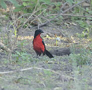 Crimson-breasted Shrike