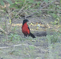 Gonolek rouge et noir