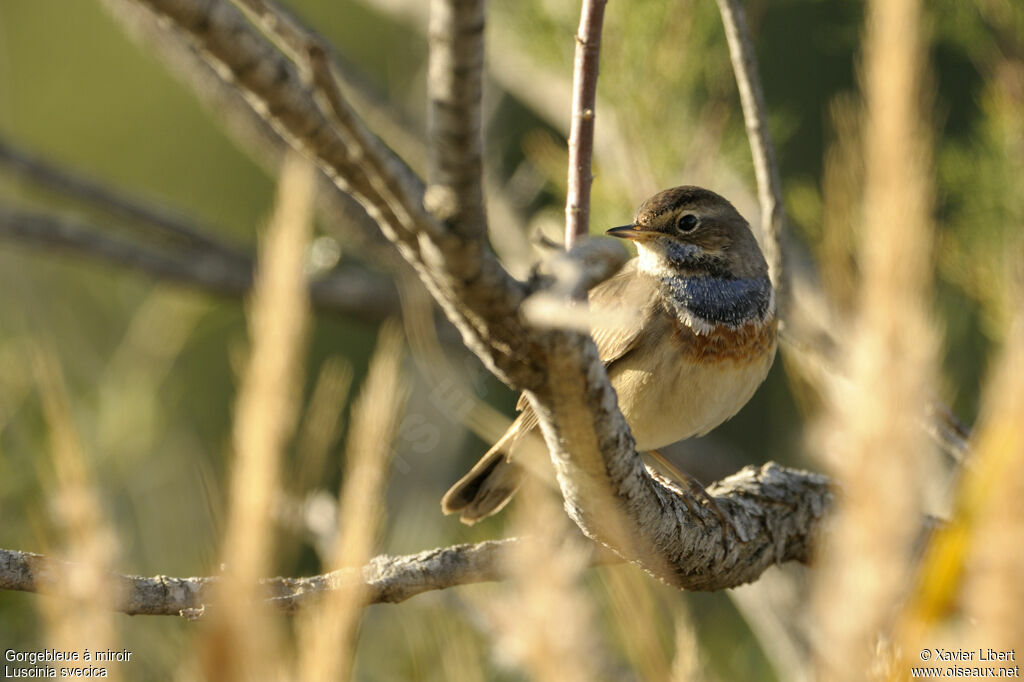 Bluethroat female adult, identification