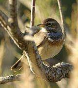 Bluethroat