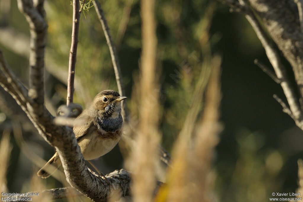 Bluethroat female adult, identification