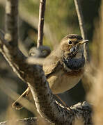 Bluethroat