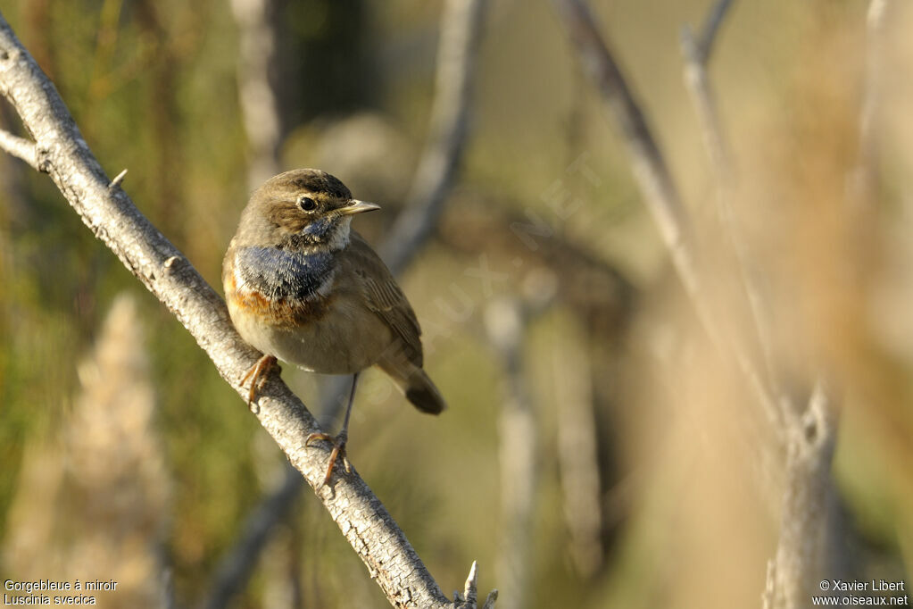 Bluethroat female adult, identification