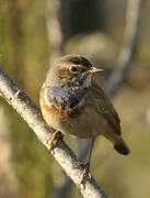 Bluethroat