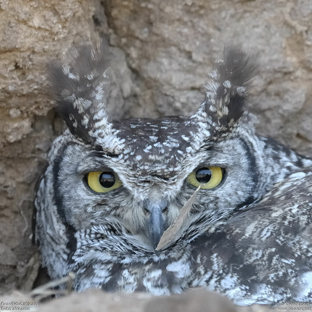 Spotted Eagle-Owladult, identification