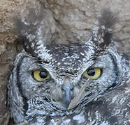 Spotted Eagle-Owl