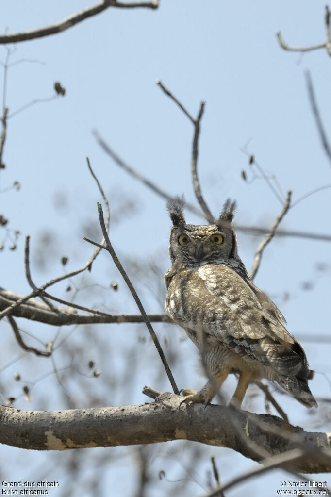 Grand-duc africainadulte, identification