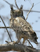 Spotted Eagle-Owl