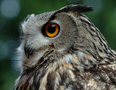 Eurasian Eagle-Owl