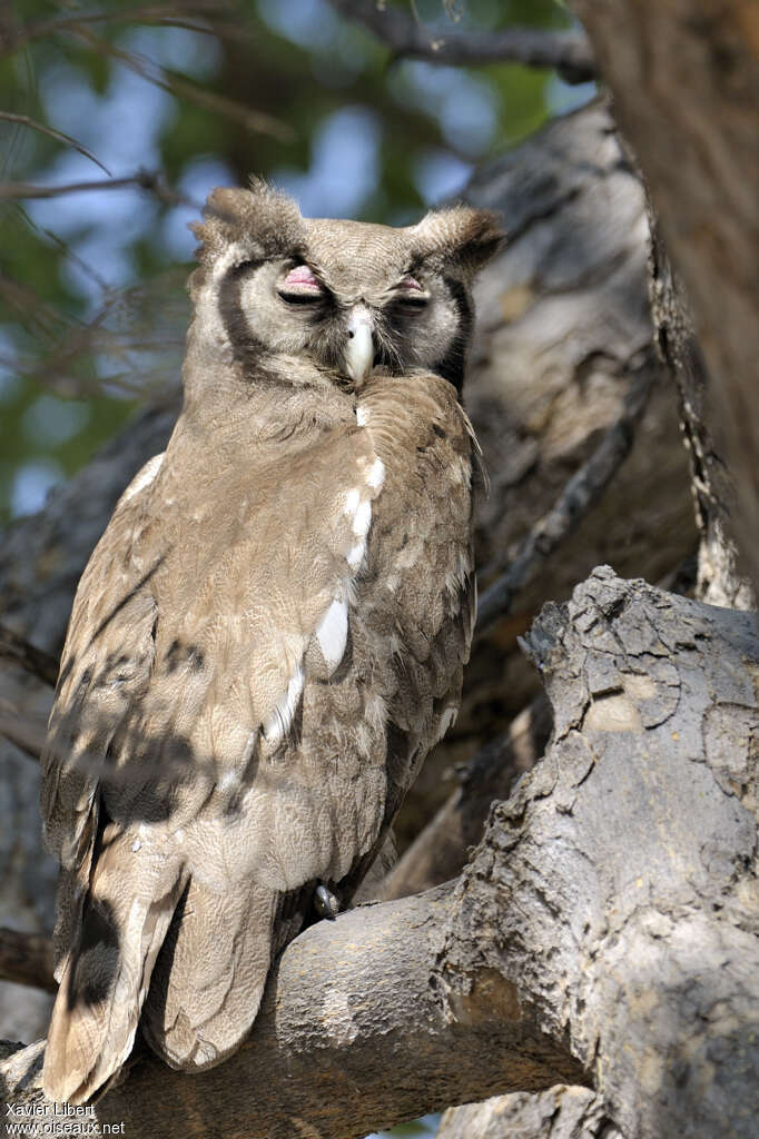 Verreaux's Eagle-Owladult, aspect