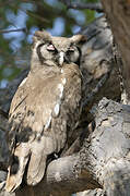 Verreaux's Eagle-Owl