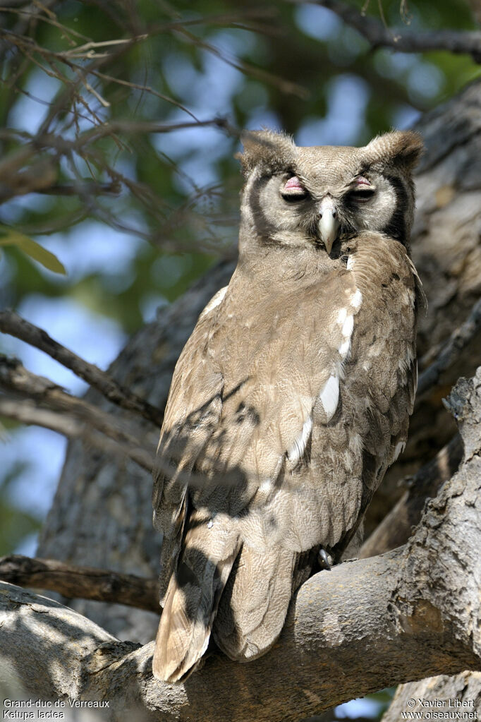 Grand-duc de Verreauxadulte, identification