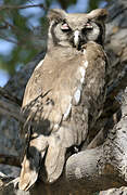 Verreaux's Eagle-Owl