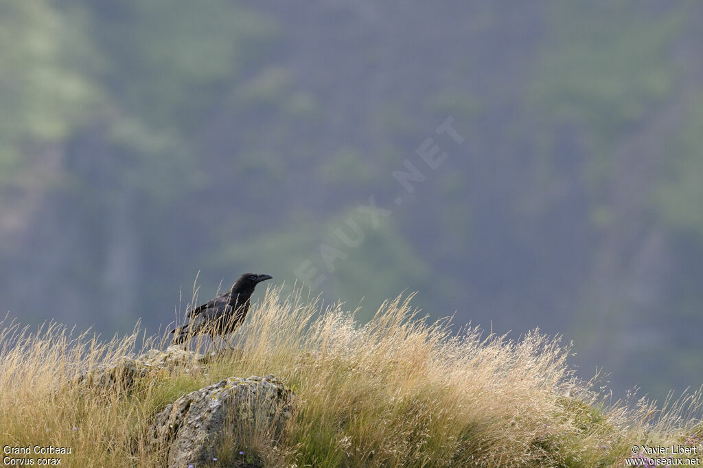 Northern Raven, identification