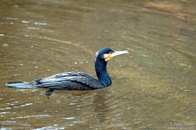 Grand Cormoranadulte, identification