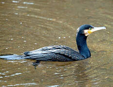 Great Cormorant