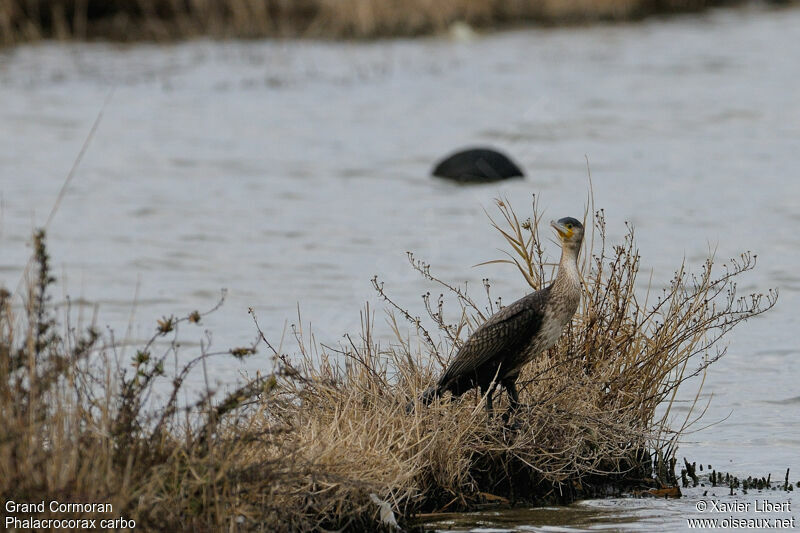 Great Cormorantjuvenile, identification