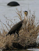 Great Cormorant