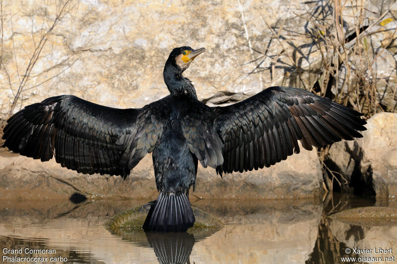 Great Cormorantadult, identification