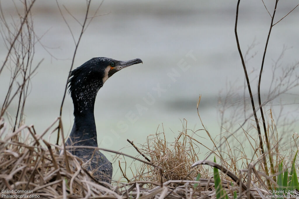 Grand Cormoran mâle adulte nuptial, identification