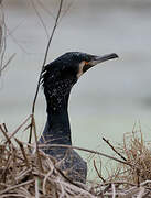 Great Cormorant