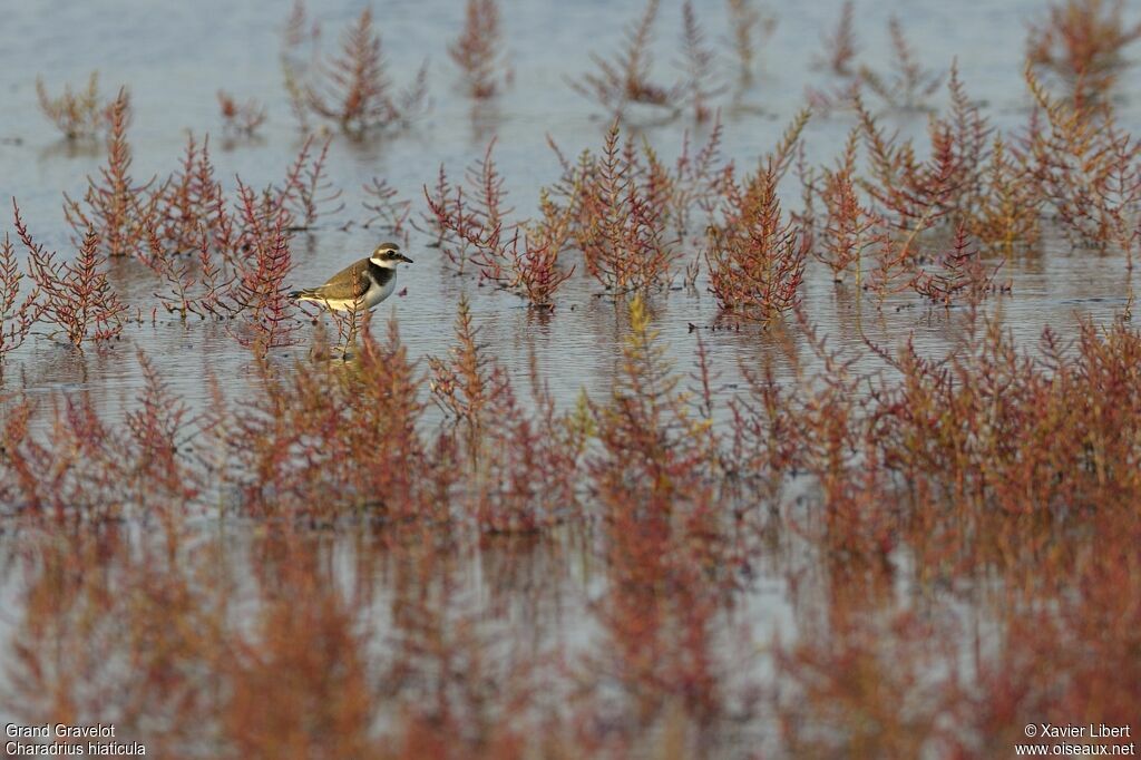 Common Ringed Plover, identification