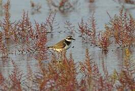 Common Ringed Plover