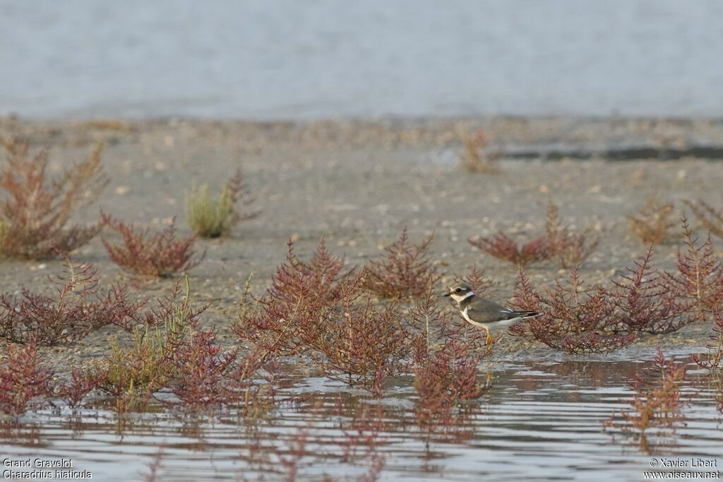 Common Ringed Plover, identification