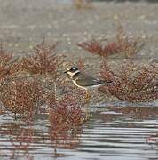 Common Ringed Plover