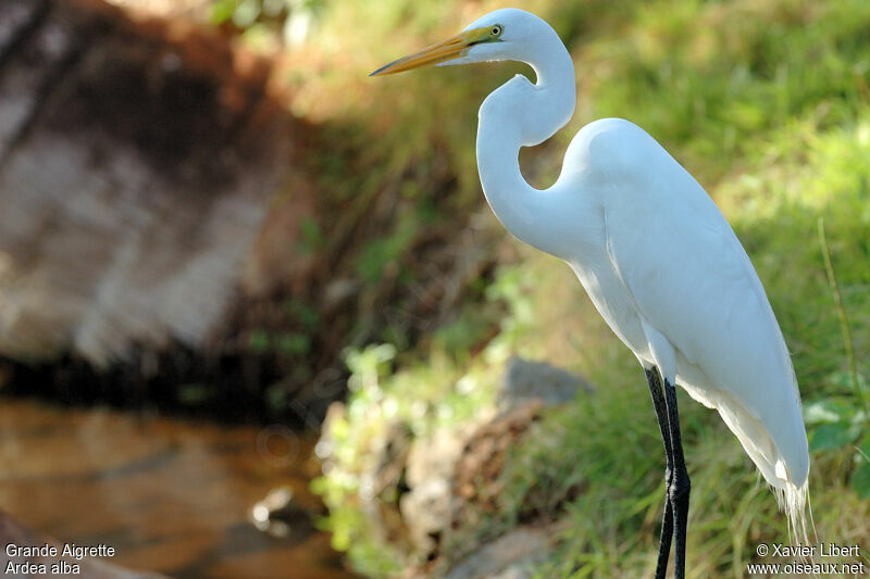 Great Egretadult, identification