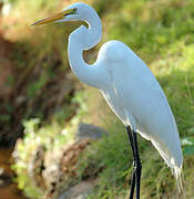 Grande Aigrette