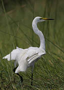 Grande Aigrette