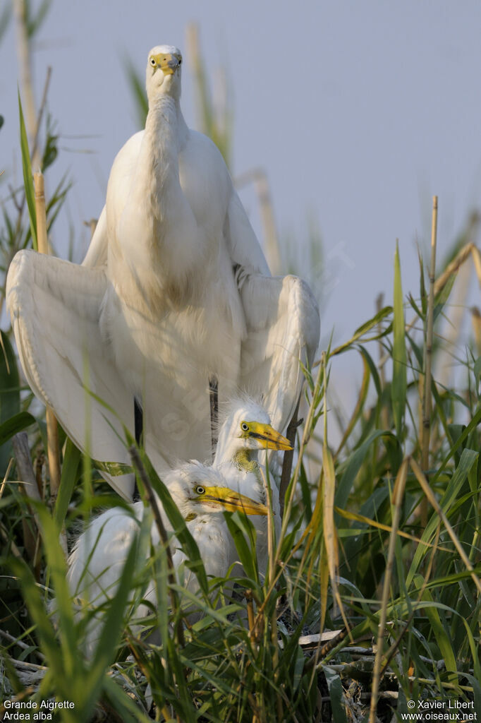 Great Egretadult, identification, Reproduction-nesting