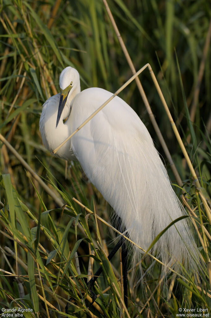 Great Egretadult breeding, identification