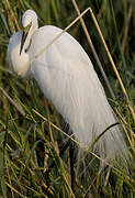 Grande Aigrette