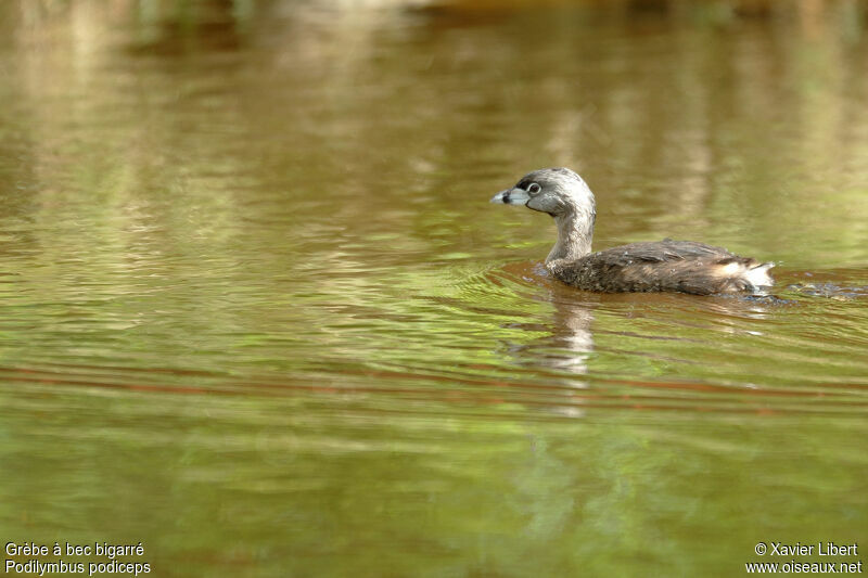 Pied-billed Grebe, identification