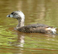 Pied-billed Grebe