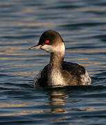 Black-necked Grebe