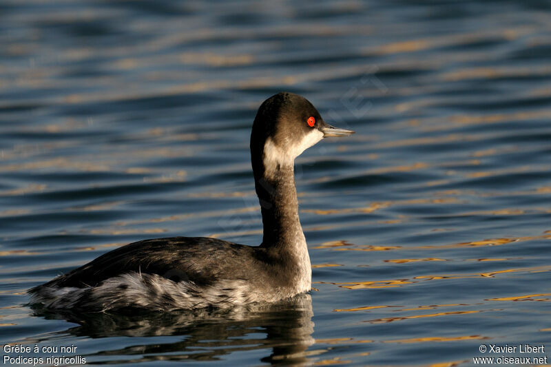 Black-necked Grebeadult post breeding, identification