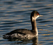 Black-necked Grebe