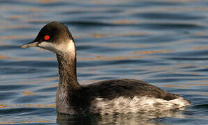 Black-necked Grebe