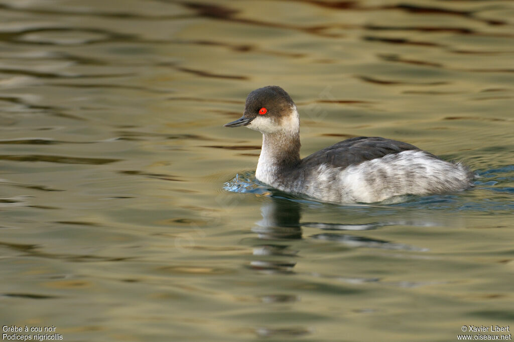 Black-necked Grebe, identification