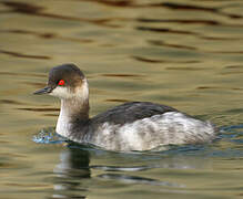 Black-necked Grebe