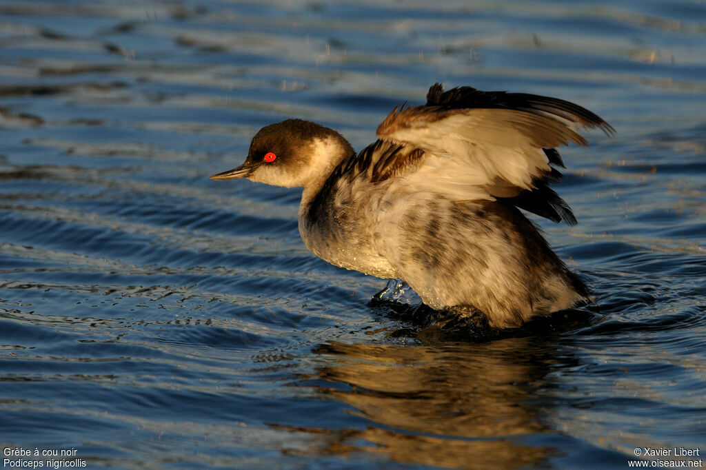 Black-necked Grebeadult post breeding, identification