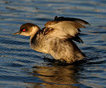 Black-necked Grebe