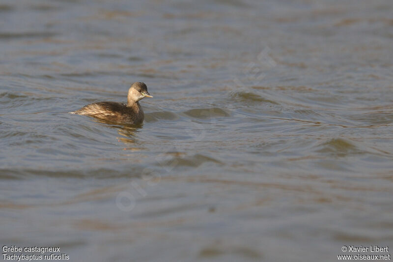 Little Grebeadult post breeding, identification