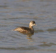 Little Grebe