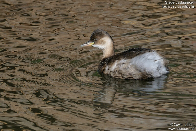 Grèbe castagneuxadulte, identification